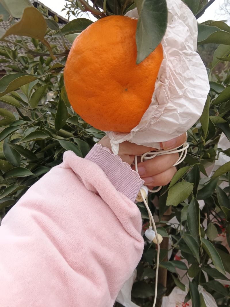 自家耙耙柑