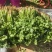 河南焦作博爱香菜20-30公分左右