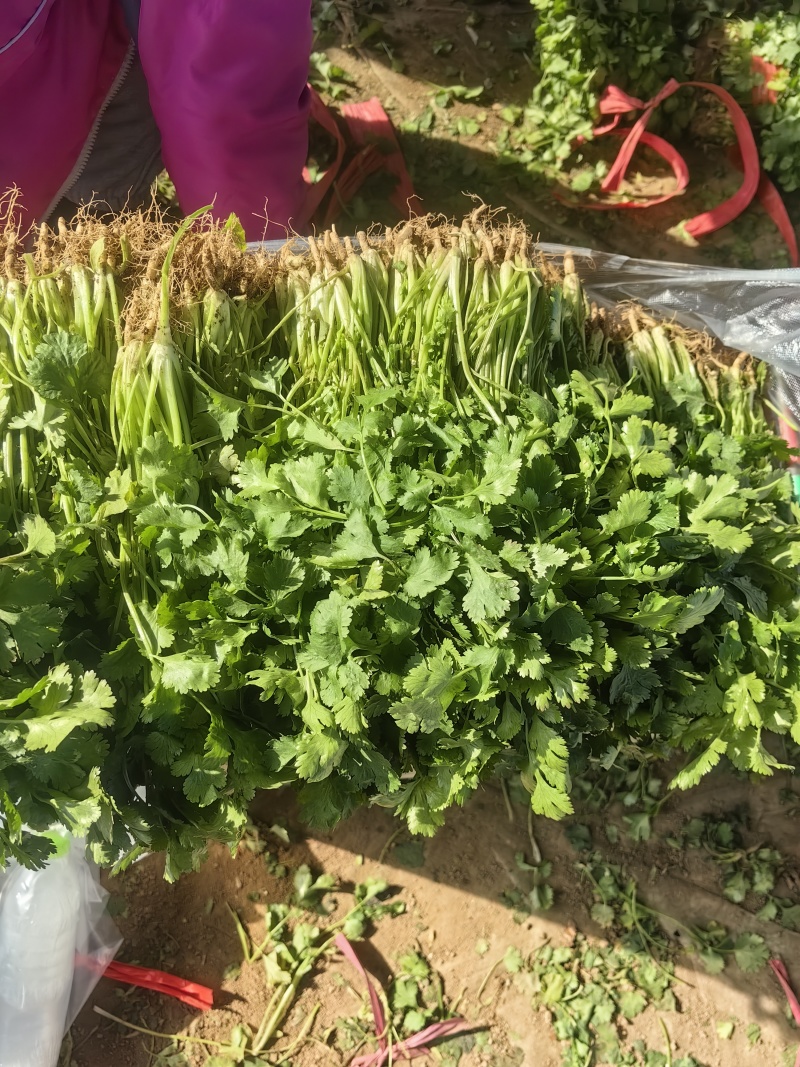 河南焦作博爱香菜20-30公分左右
