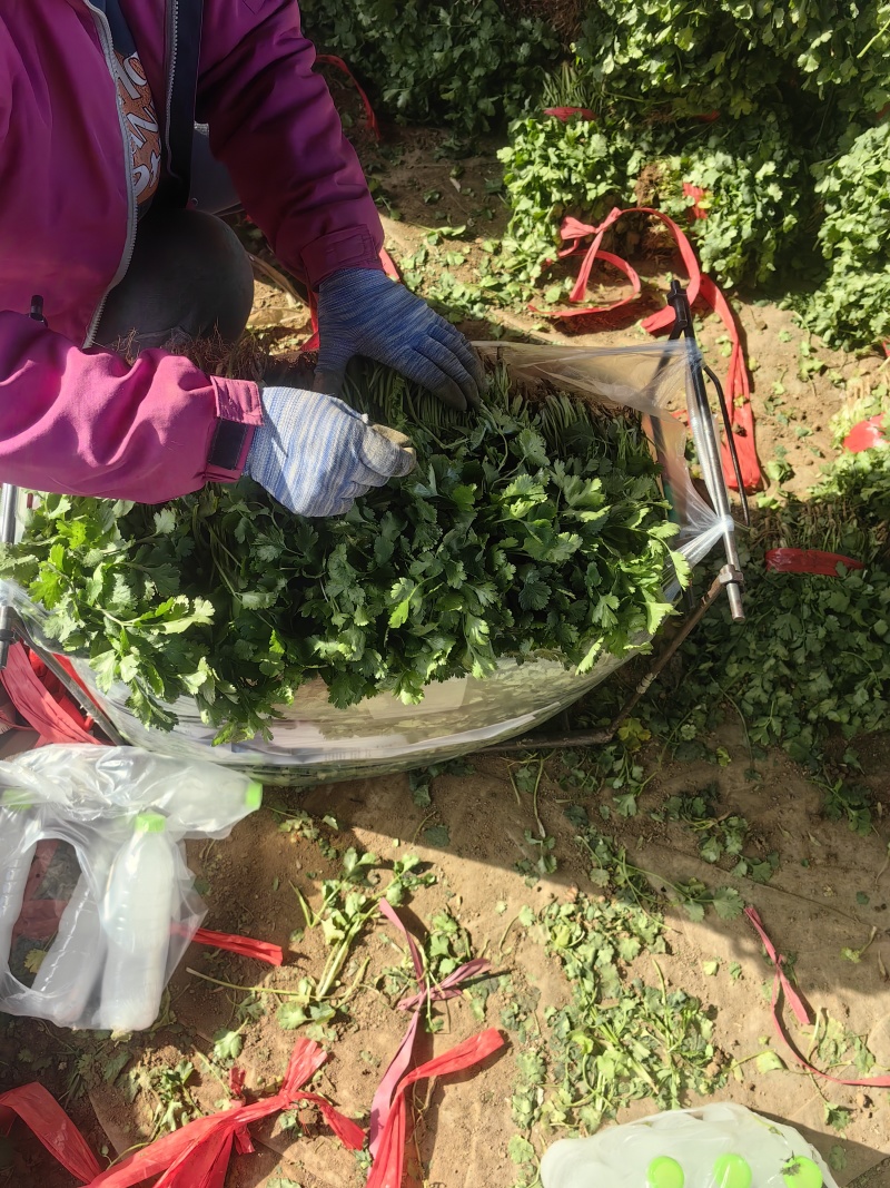 河南焦作博爱香菜20-30公分左右