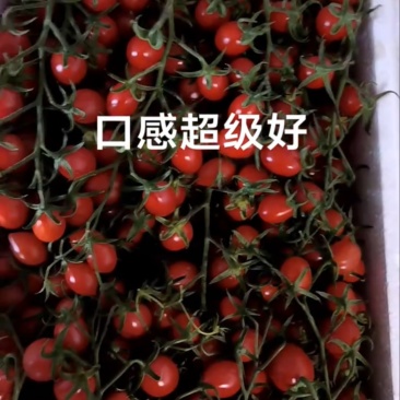 釜山88圣女果，货源充足