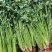 平度铁杆青香菜开始出库，无烂心，无烂叶，大小车随到随装