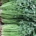 平度铁杆青香菜开始出库，无烂心，无烂叶，大小车随到随装