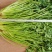 平度铁杆青香菜开始出库，无烂心，无烂叶，大小车随到随装