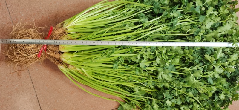 平度铁杆青香菜开始出库，无烂心，无烂叶，大小车随到随装