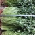 平度铁杆青香菜开始出库，无烂心，无烂叶，大小车随到随装