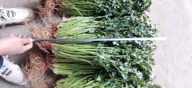 平度铁杆青香菜开始出库，无烂心，无烂叶，大小车随到随装