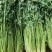平度铁杆青香菜开始出库，无烂心，无烂叶，大小车随到随装