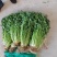 平度铁杆青香菜开始出库，无烂心，无烂叶，大小车随到随装