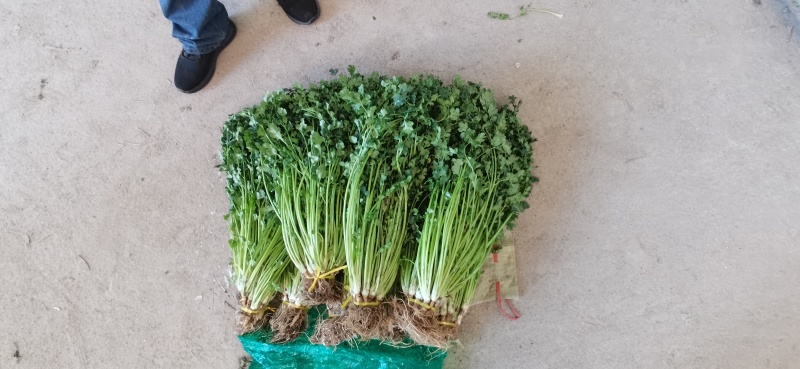 平度铁杆青香菜开始出库，无烂心，无烂叶，大小车随到随装