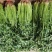 平度铁杆青香菜开始出库，无烂心，无烂叶，大小车随到随装