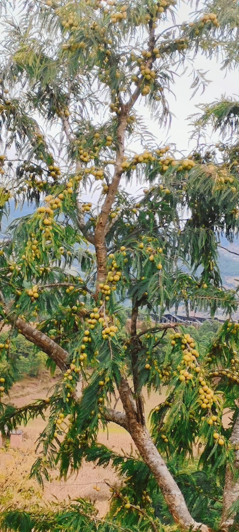 橄榄