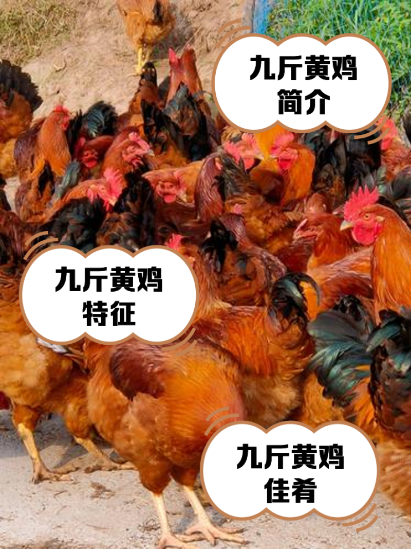 农家散养九斤黄土鸡，常年养殖，价格便宜，全国发货
