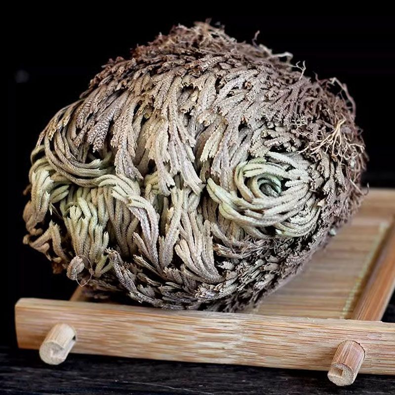 【卷柏】卷柏物美价廉量大从优产地直供