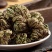 【卷柏】卷柏物美价廉量大从优产地直供