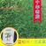 进口蓝标绅士多年生黑麦草种子草坪绿化耐寒耐旱易活种籽