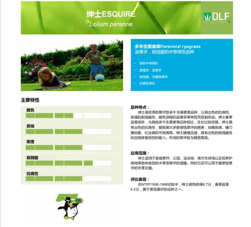 进口蓝标绅士多年生黑麦草种子草坪绿化耐寒耐旱易活种籽