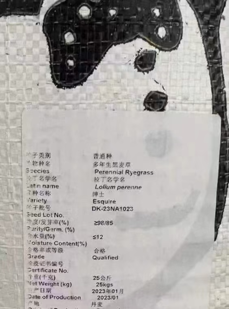 进口蓝标绅士多年生黑麦草种子草坪绿化耐寒耐旱易活种籽