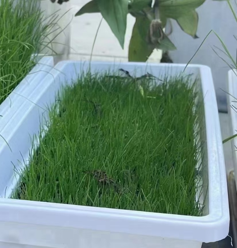 进口蓝标绅士多年生黑麦草种子草坪绿化耐寒耐旱易活种籽