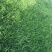 进口蓝标绅士多年生黑麦草种子草坪绿化耐寒耐旱易活种籽