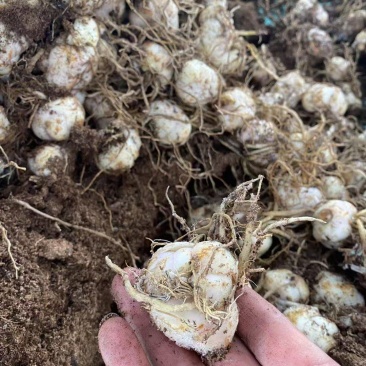 云南昆明多色香水百合种球批发规格齐全量大从优欢迎进店咨询