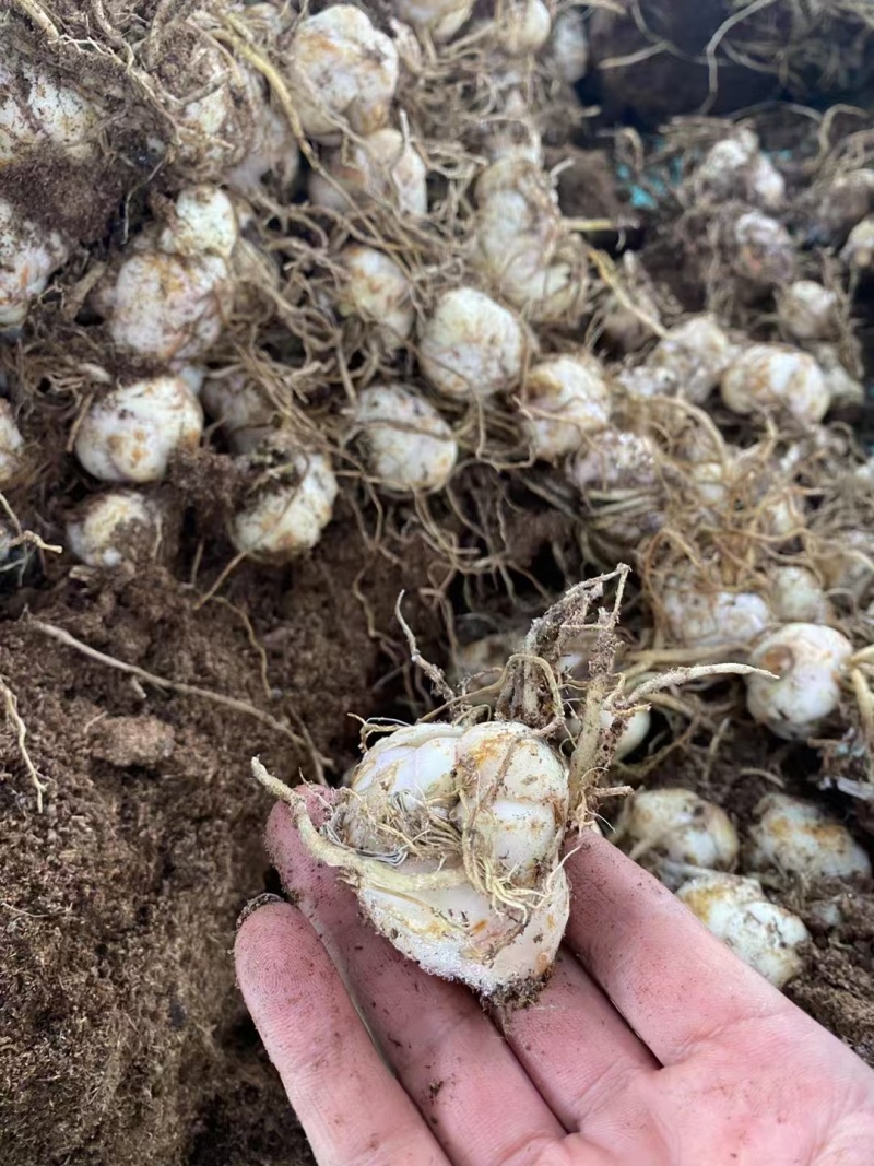 云南昆明多色香水百合种球批发规格齐全量大从优欢迎进店咨询