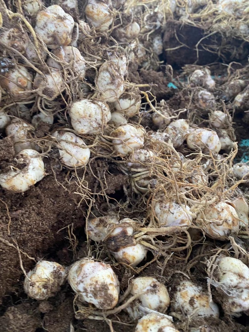 云南昆明多色香水百合种球批发规格齐全量大从优欢迎进店咨询