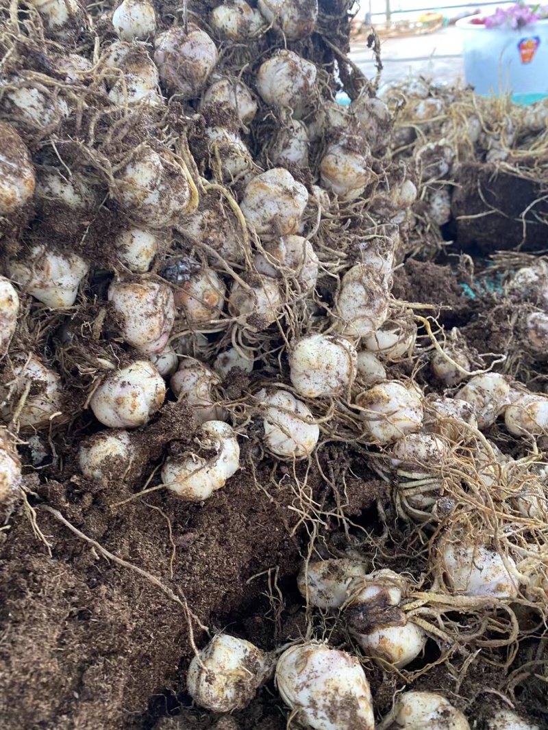 云南昆明多色香水百合种球批发规格齐全量大从优欢迎进店咨询