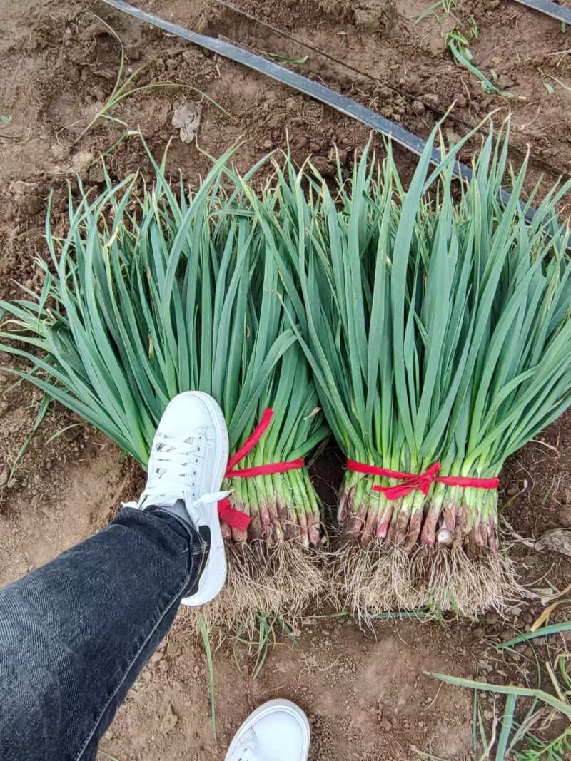 红根蒜苗基地直供河南禹州
