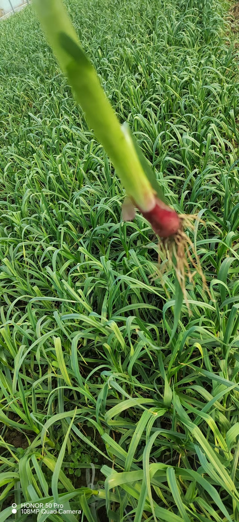 红根蒜苗基地直供河南禹州