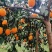 【脐橙】重庆脐橙/长虹脐橙/奉节脐橙/产地果农/欢迎来电