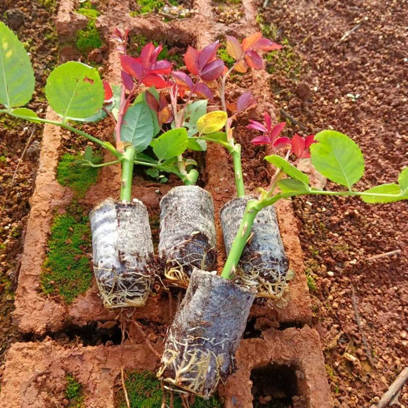 玫瑰花苗云南基地直供正宗玫瑰花苗带土玫瑰花苗绿化工程苗