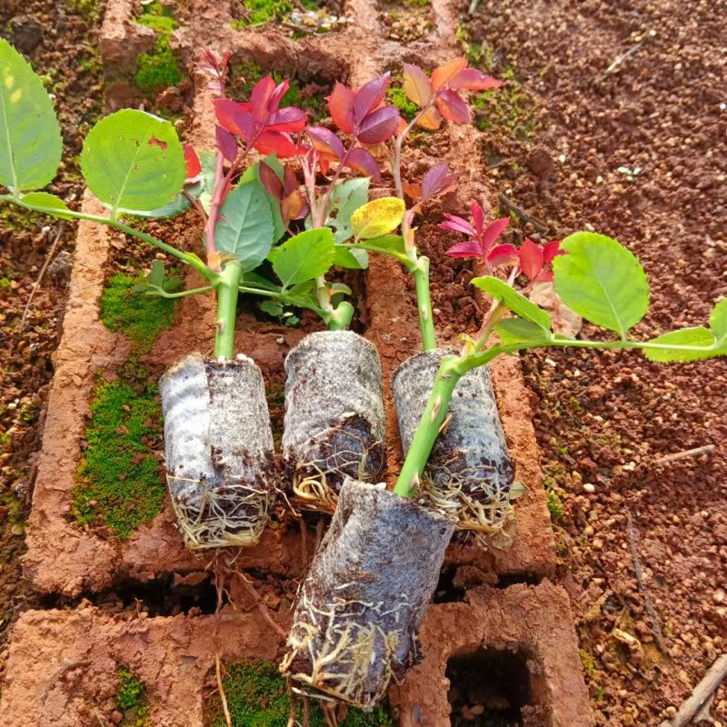 玫瑰花苗云南基地直供正宗玫瑰花苗带土玫瑰花苗绿化工程苗