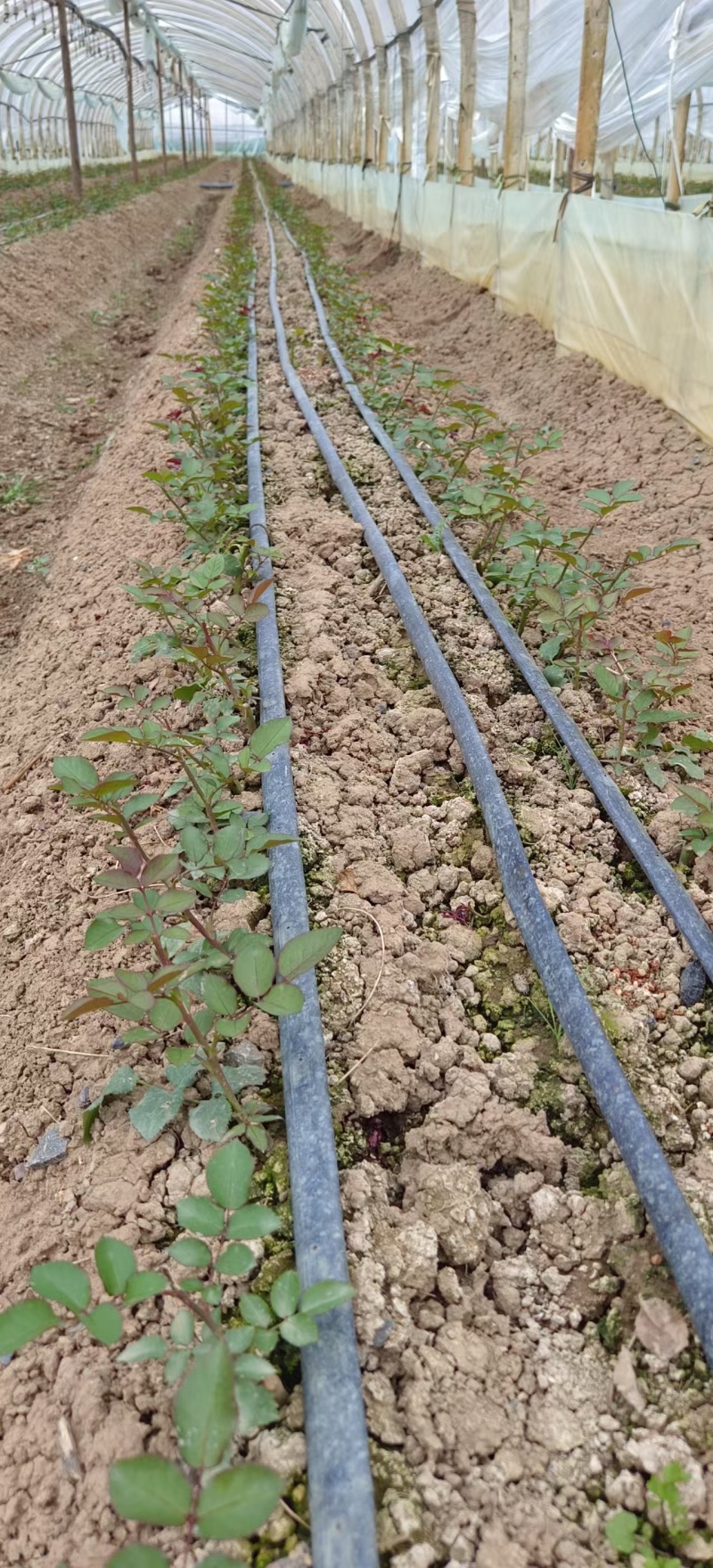 玫瑰花苗云南基地直供正宗玫瑰花苗带土玫瑰花苗绿化工程苗