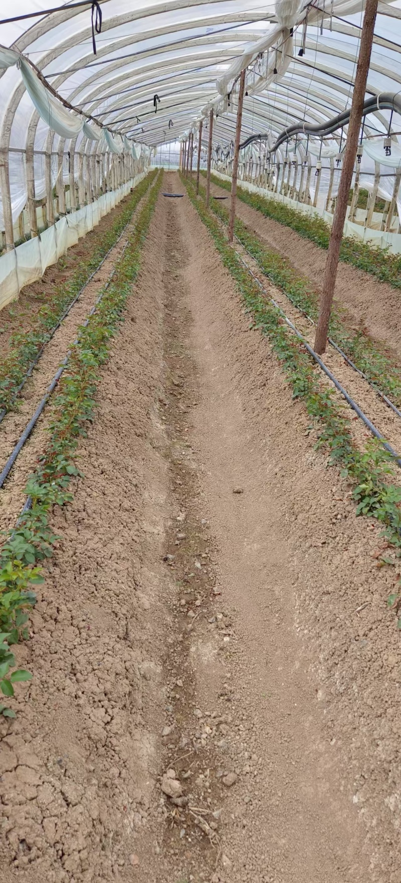 玫瑰花苗云南基地直供正宗玫瑰花苗带土玫瑰花苗绿化工程苗