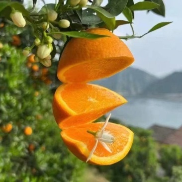 【脐橙】重庆脐橙/长虹脐橙/奉节脐橙/产地果农/欢迎来电