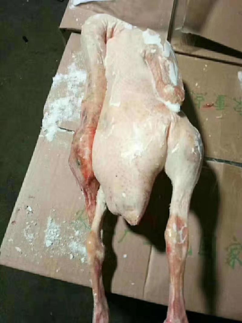 大鹅