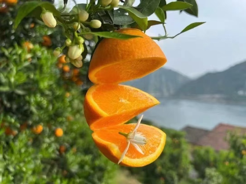 【脐橙】重庆脐橙/长虹脐橙/奉节脐橙/产地果农/欢迎来电