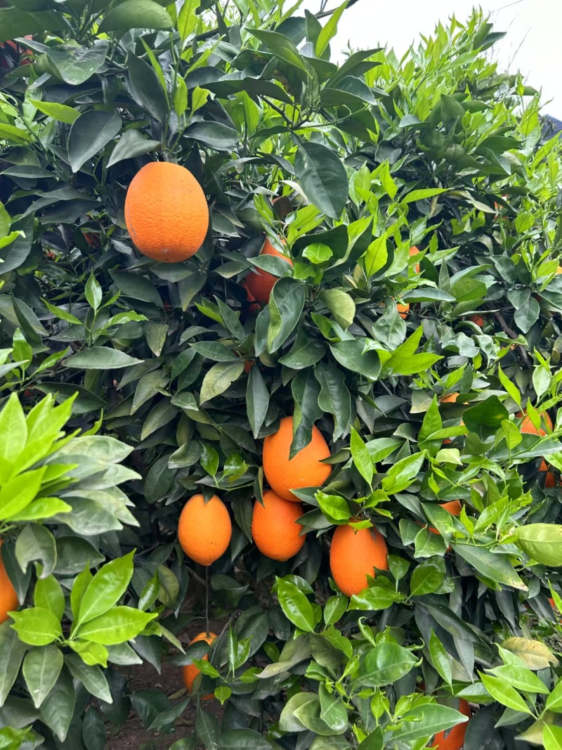 【脐橙】重庆脐橙/长虹脐橙/奉节脐橙/产地果农/欢迎来电