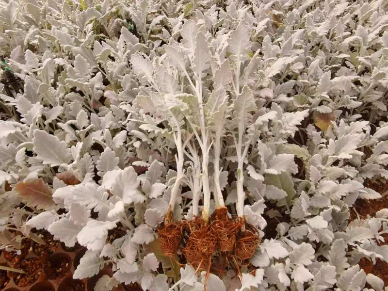 云南昆明基地直供银叶菊苗全年发货直销各种盆栽地栽绿化工程