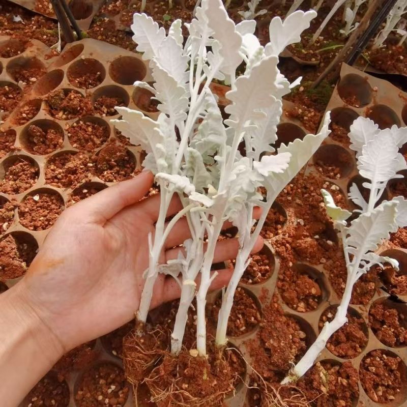 云南昆明基地直供银叶菊苗全年发货直销各种盆栽地栽绿化工程