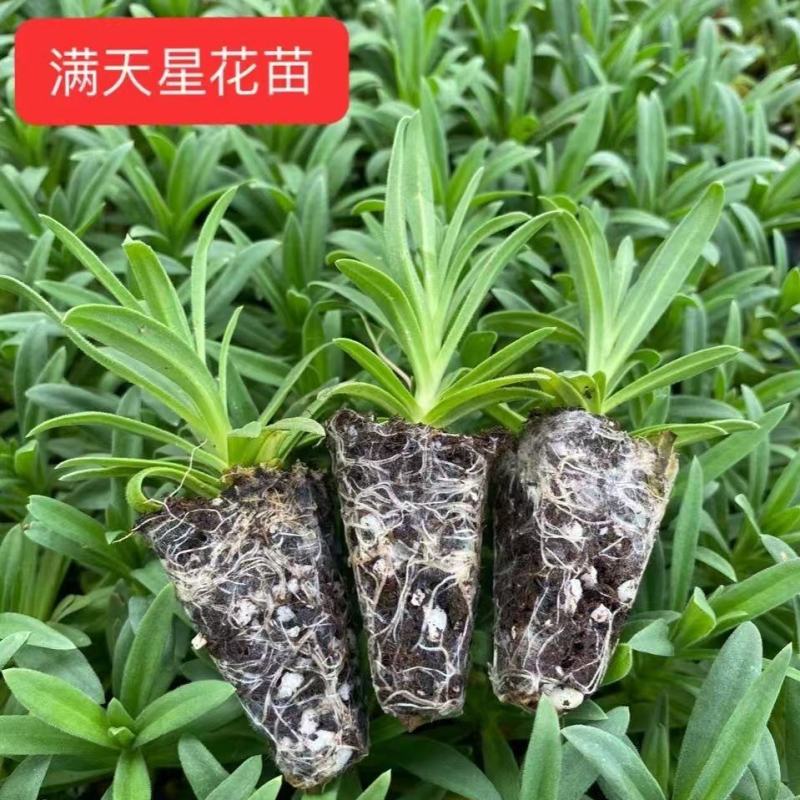 满天星小苗重瓣伊洛斯花苗星空白情人节绿植盆栽基地直发
