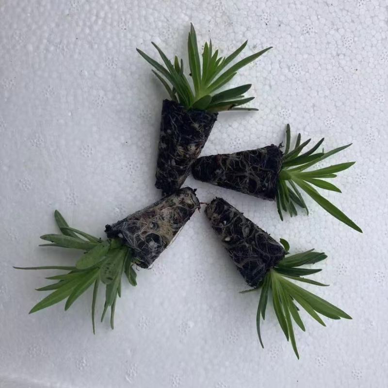 满天星小苗重瓣伊洛斯花苗星空白情人节绿植盆栽基地直发