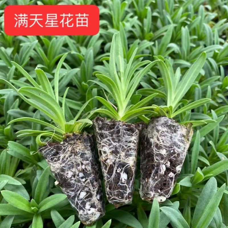 满天星小苗重瓣伊洛斯花苗星空白情人节绿植盆栽基地直发