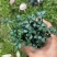 石婵草40一公斤