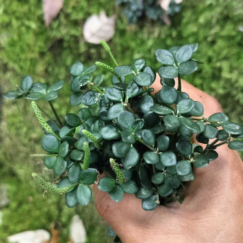 石婵草40一公斤