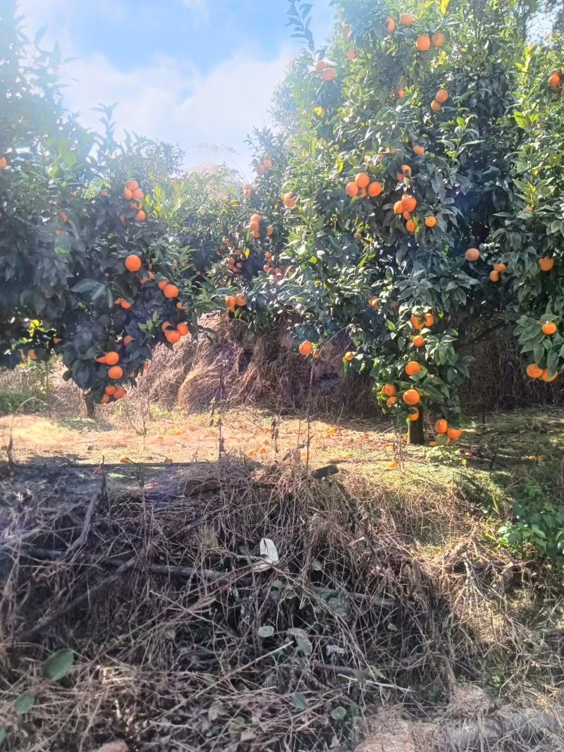 福建本地沃柑地摊跑量货一块多大量现货接单中，果大甜便宜
