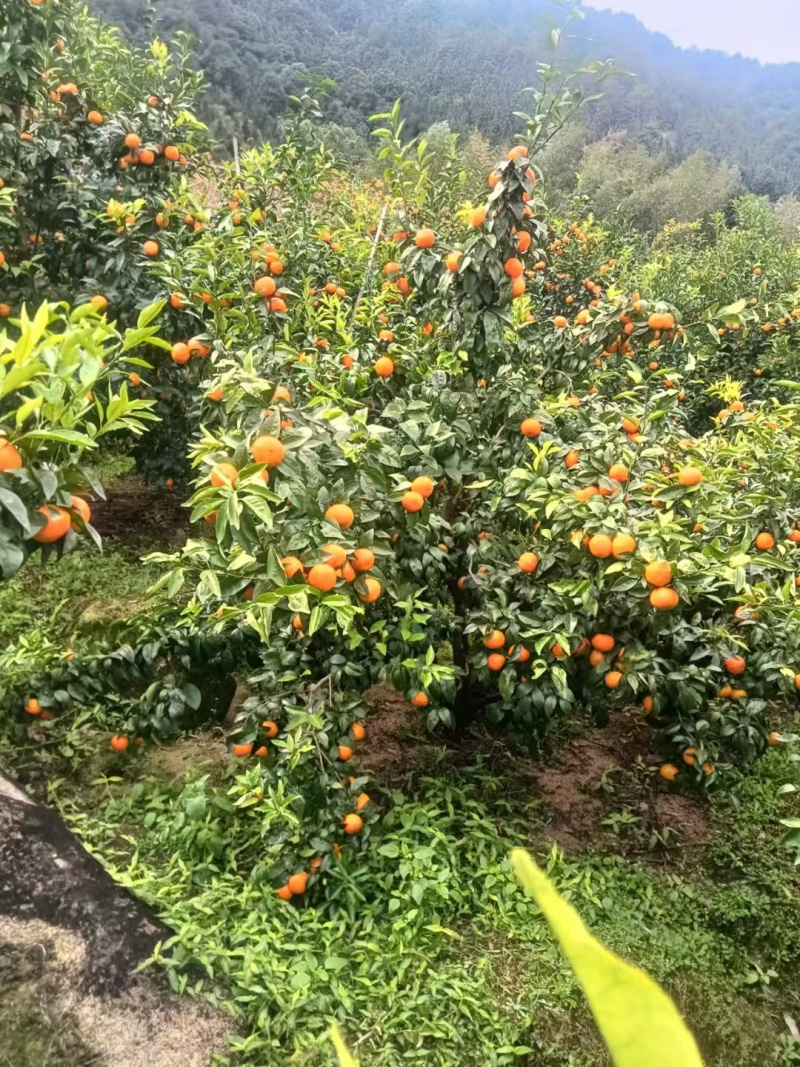 福建本地沃柑地摊跑量货一块多大量现货接单中，果大甜便宜