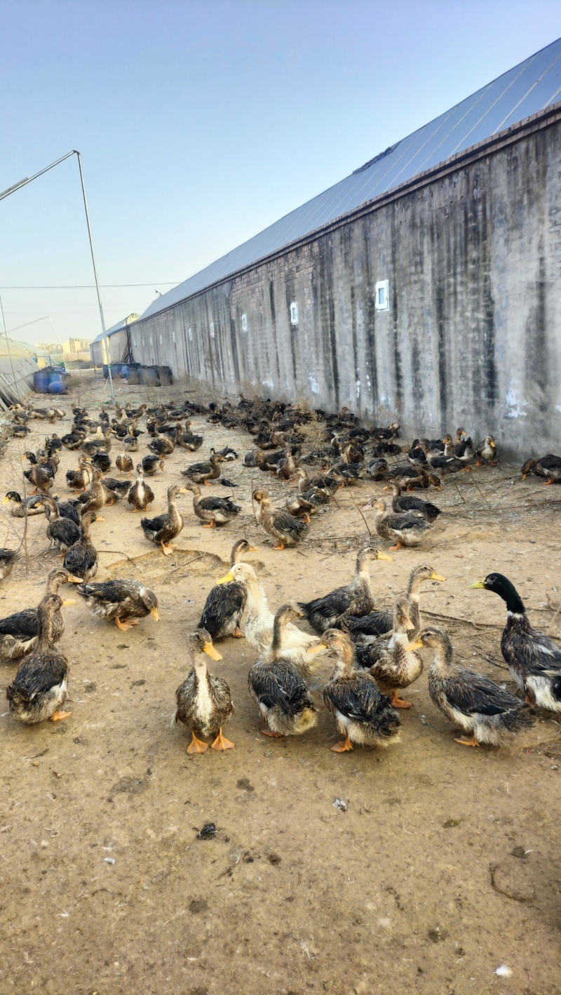 麻鸭