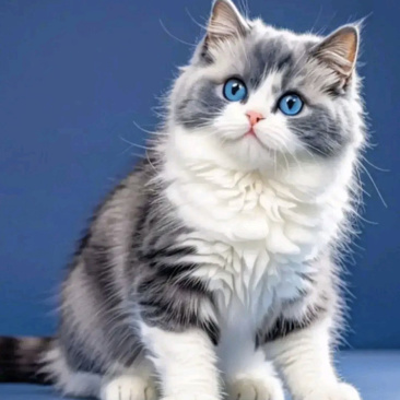 宠物猫
